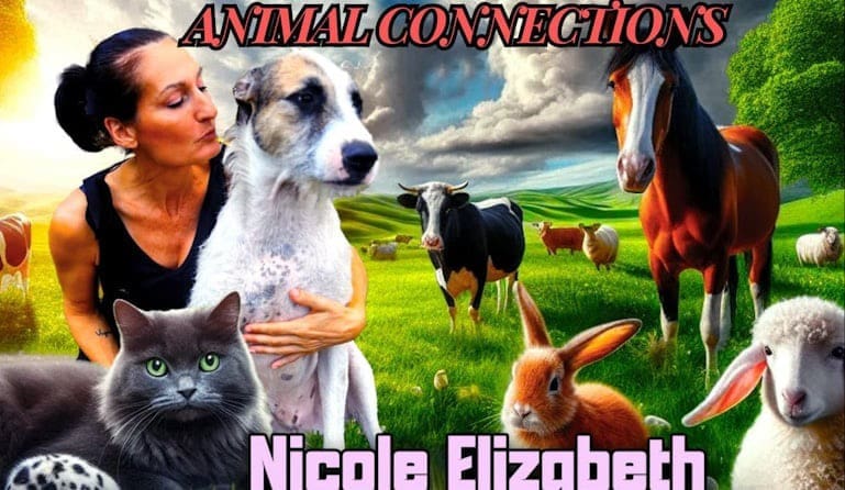 Animal Connections
